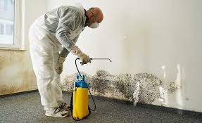 Best Mold Remediation for Vacation Homes  in Shrub Oak, NY