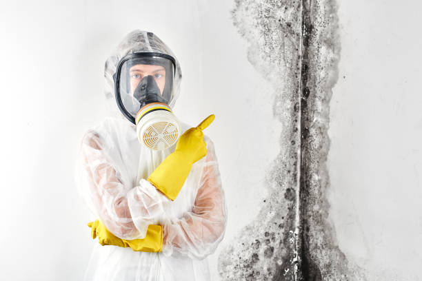 Best Mold Odor Removal Services  in Shrub Oak, NY