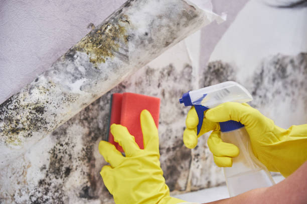 Best Commercial Mold Inspection  in Shrub Oak, NY